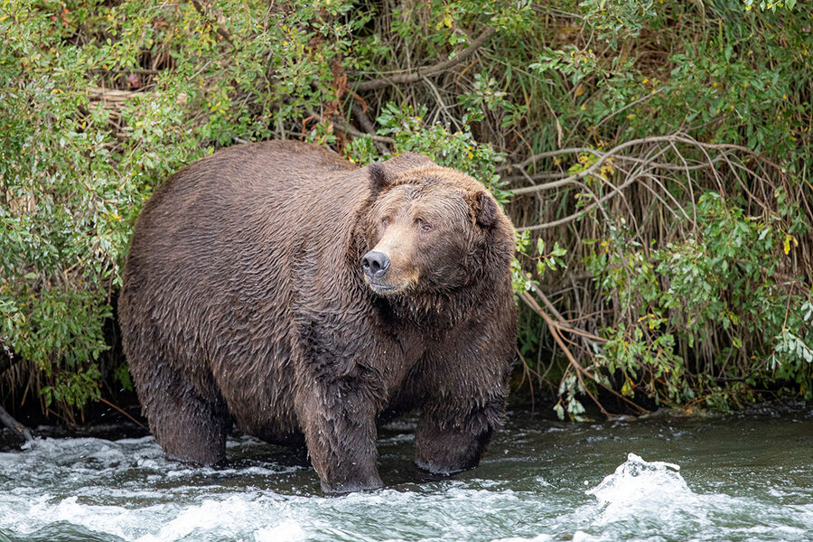 Alaska’s Katmai National Park celebrates Fat Bear Week